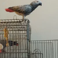 کاسکو دم قرمز ماده