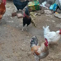 خروس محلی|حیوانات مزرعه|بیرانوند, |دیوار