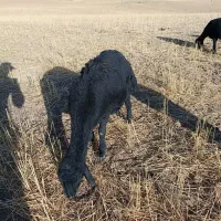 بره نر های قره قزل و بره چال|حیوانات مزرعه|ایجرود, |دیوار