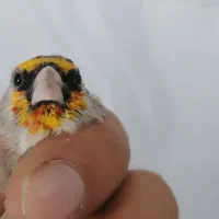 سیره نر فیروز کوهی داغسر