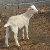 دو عدد بزغاله سانن نر