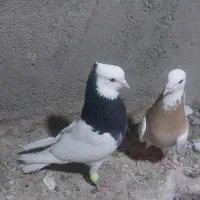 کفتر