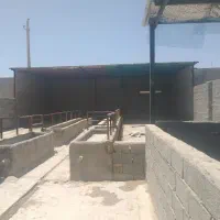 گاوداری 585متری