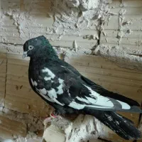 7 تا کفتر پرشی صید|پرنده|مشهد, شهید قربانی|دیوار