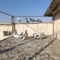 کفتر تهرانی