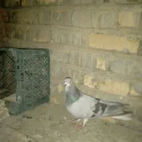 نر تنها