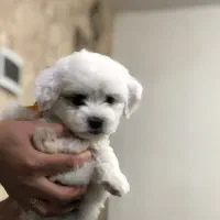 توله سگ مالتیپو|سگ|ورامین, خیر آباد|دیوار