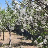 فروش زمین، باغ، ویلا،