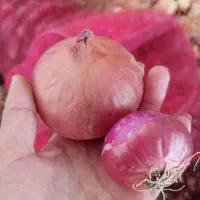 پیاز قرمز و نارنجی