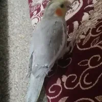 عروس هلندی دوتا نر دوتا ماده|پرنده|شوش, |دیوار