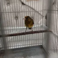 سهره قناری استاد سبک بیات|پرنده|تهران, گلستان (شهرک راه آهن)|دیوار