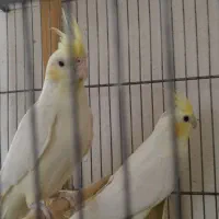 دو جفت عروس هلندی