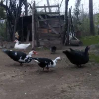 خروش سه عدد خرگوش خوشگل