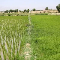 فروش-زمین-کشاورزی