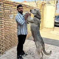 واگذاری  توله ماده