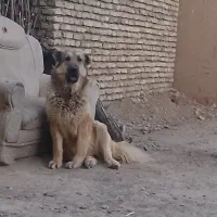 سگ لاس