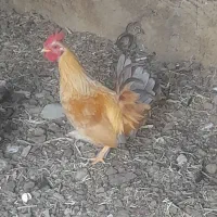 خروس و مرغ برهما کوچک|حیوانات مزرعه|خوی, |دیوار