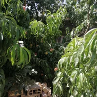 باغ باغچه300متری ارامگاه فرودستی روستای نجم|فروش خانه و ویلا|مشهد, توس (بلوار توس)|دیوار