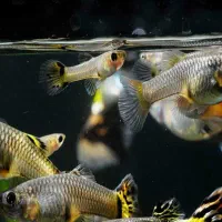 ماهی گوپی مولد ایسونم