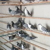 سیاپشت خرقه یا بدرنگ|پرنده|اصفهان, دهنو (محمدآباد)|دیوار