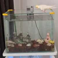 آکواریوم و متعلقات