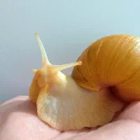 حلزون|خزنده|اسلامشهر, مسکن مهر اسلاشهر (شهرک امام خمینی)|دیوار