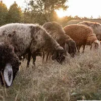 کارگر دامداری