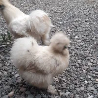 مرغ و خروس ابریشمی|حیوانات مزرعه|کیاشهر, |دیوار