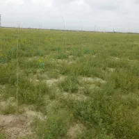 با-سلام-داخل-باغم-علف-زده