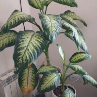 دیفن باخیا و شفلرا