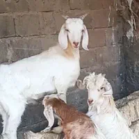 ۲راس بز ترکی ناز آبستن امروز فردا +۳راس کهره سانن