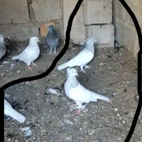کله ای ماده