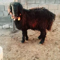 دوتا میش ویک عدد قوچ|حیوانات مزرعه|دهدشت, |دیوار