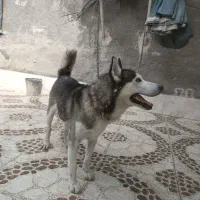 هاسکی مالامود قیمت ۵|سگ|لامرد, |دیوار