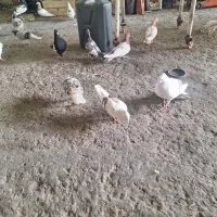 کبوتر کله ای و سینه‌ای و دوکت