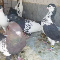 کبوتر سینه مشکی|پرنده|گلبهار, نوبهار|دیوار