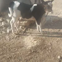 گاو گوساله دورگ|حیوانات مزرعه|ارژن, |دیوار