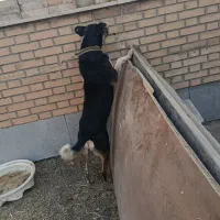 سگ نر دورگه پیتبول