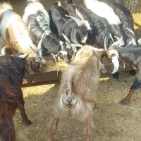 کره|حیوانات مزرعه|برازجان, |دیوار