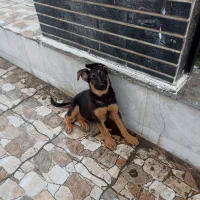 سگ ژرمن ورک ماده سه ماهه