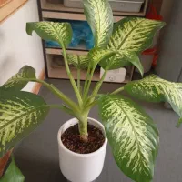 زاموفیلیا و دیفین|گل و گیاه طبیعی|قم, شاه ابراهیم|دیوار