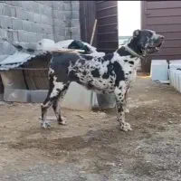 سگ سرابی|سگ|آذرشهر, |دیوار