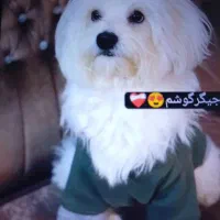 سگ گمشده شیتزو