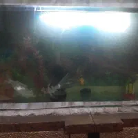 ماهی گیاه خوار