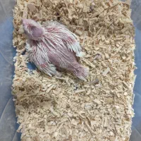 جوجه عروس هلندی|پرنده|شیراز, کوشک میدان|دیوار