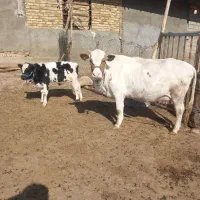 گاو گوساله|حیوانات مزرعه|زاغه, |دیوار