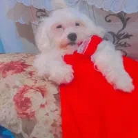 سگ پاکوتاه شیتزو ماده۱سالونیمه