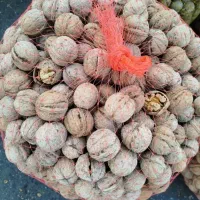 گردو درجه 1|عمدهفروشی|قروه, |دیوار