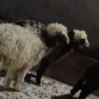 بز با بره درهندیجان|حیوانات مزرعه|بندر ماهشهر, |دیوار