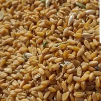 گندم چمران دو